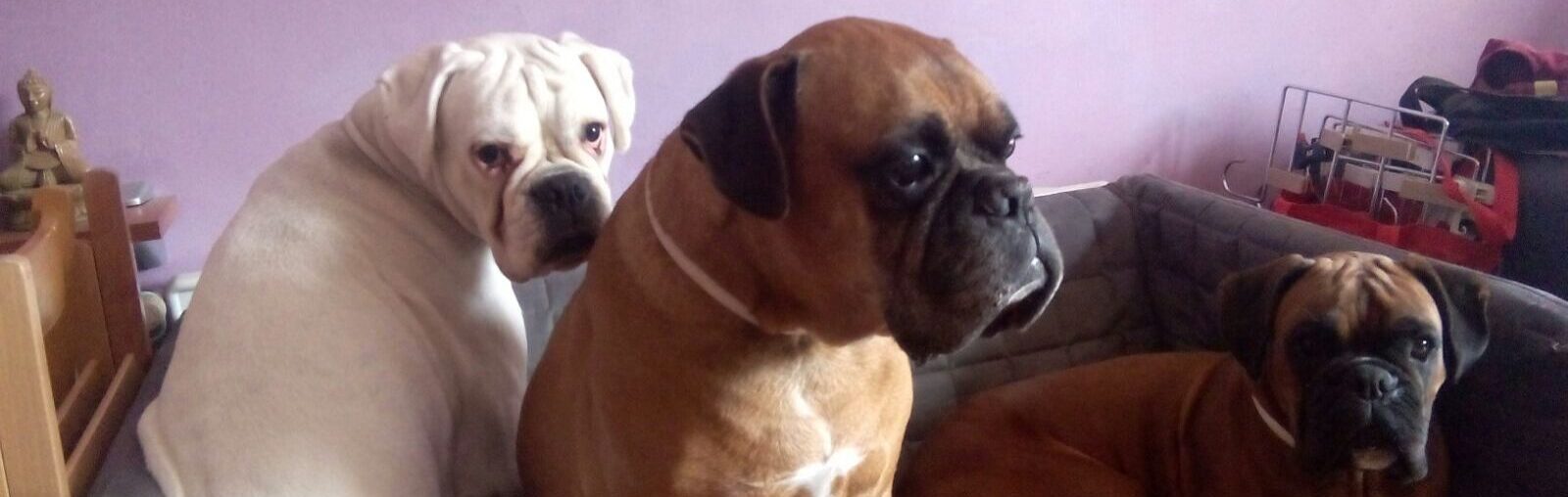 Els gossos de la meva vida